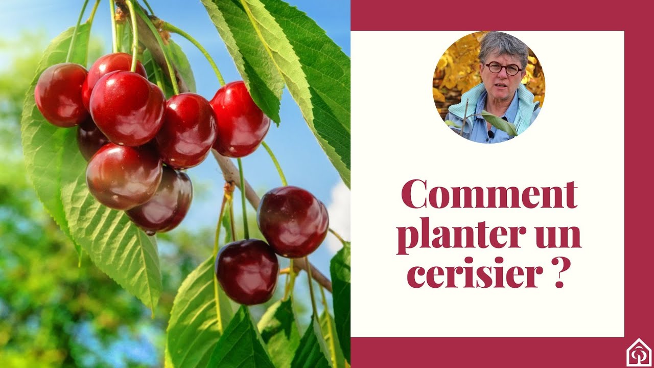 Comment planter un cerisier ? 🍒