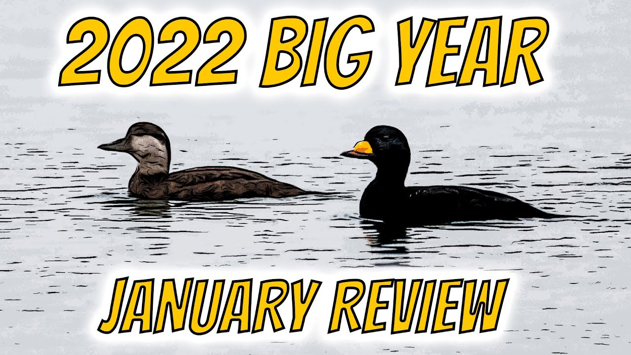 2022 Birding Big Year: January Review + Wildlife Footage Highlights