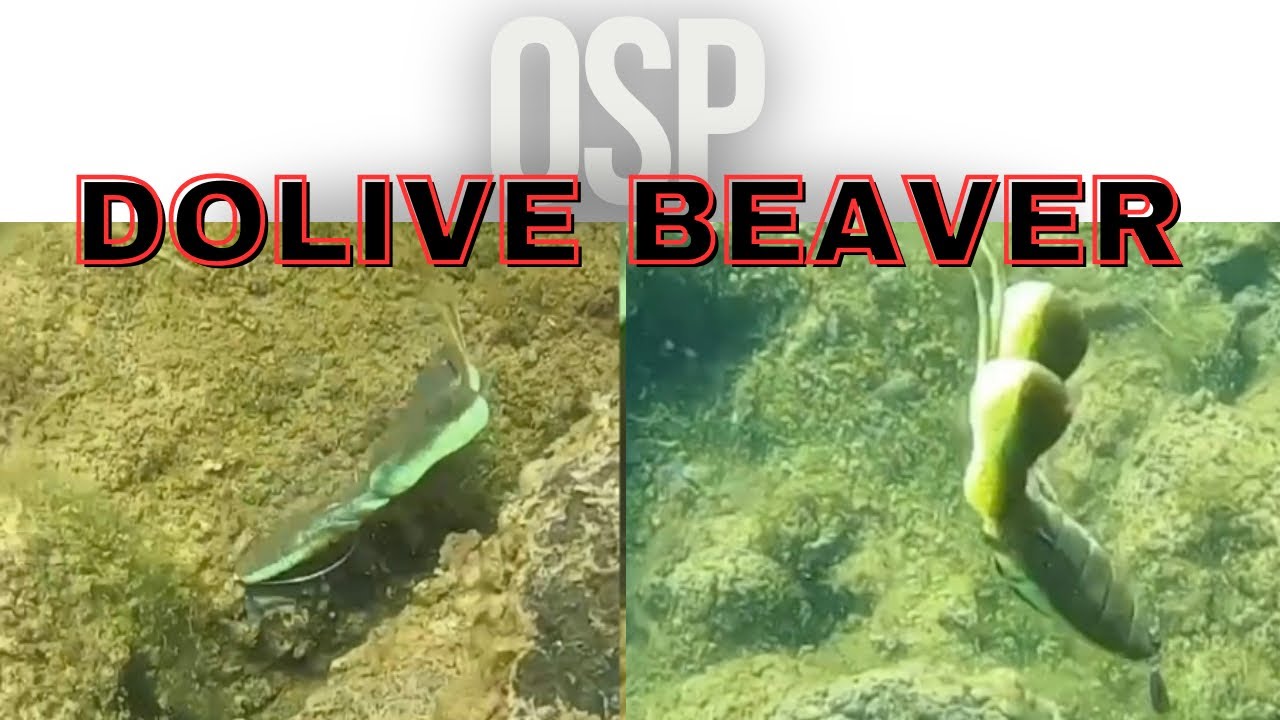 DID RAPALA CRUSH CITY COPY THE OSP DOLIVE BEAVER?