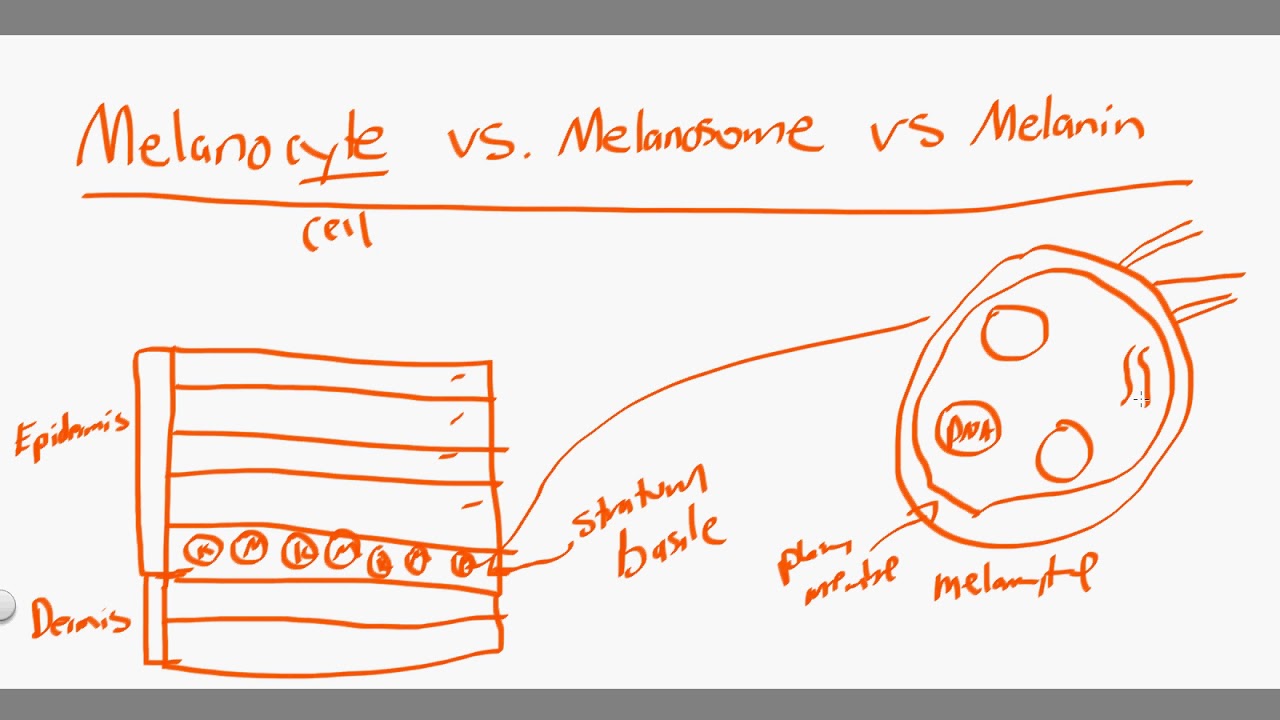 melanocyte vs melanosome vs melanin