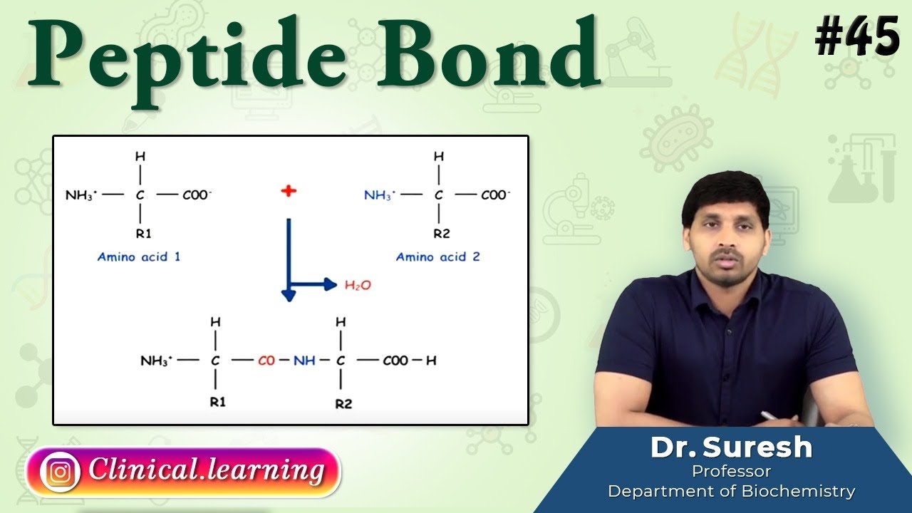 45. Peptide Bond