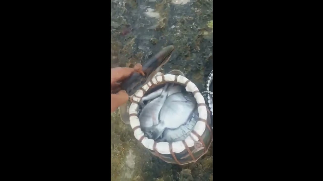 Peche au sud du maroc.