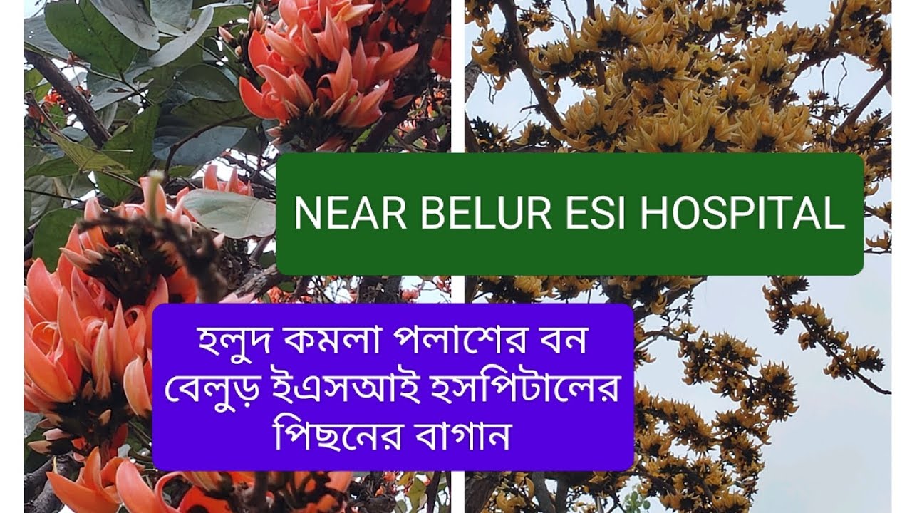 01.03.2026 পলাশ দেখতে আর পুরুলিয়া নয় বাড়ির কাছে বেলুড়ে ESI হসপিটাল এর পেছনে রয়েছে পলাশের বাগান