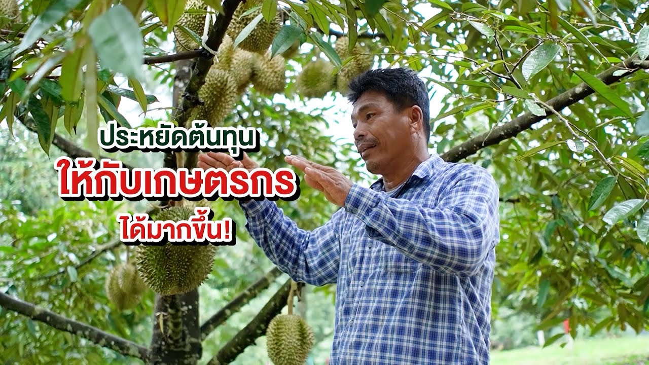 💥ตอกย้ำจากผู้ใช้จริง! ดินดีขึ้นเพราะปุ๋ยอินทรีย์ กทม. | รีวิวจาก คุณศุภชัย สวนทุเรียนกว่า 200 ไร่