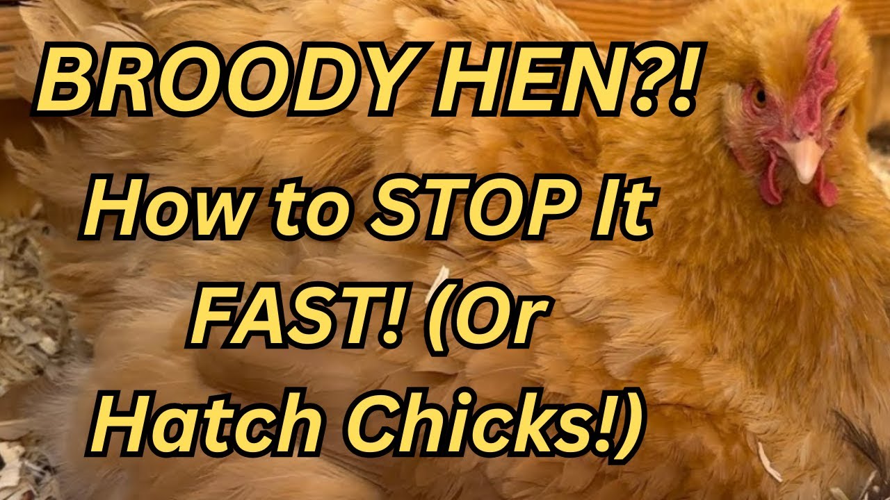 How to Deal with a Broody Hen 🐔 | Stop Broodiness Fast or Hatch Chicks!