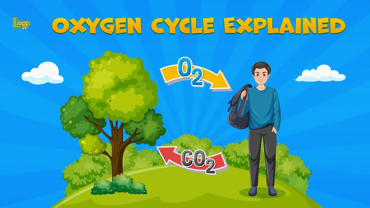 Oxygen Cycle Explained - Oxygen Facts for Kids | #edushorts, #studytips, #tutorial, #students