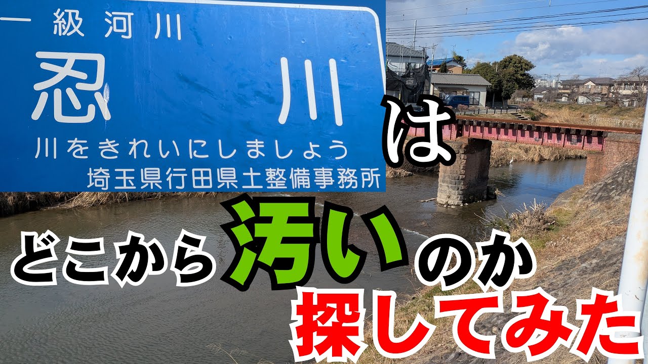 【熊谷の顔】忍川(星川)はどこから汚いのか探してみた