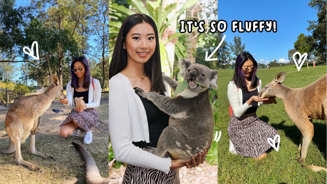 HOLDING A FLUFFY KOALA at Lone Pine Koala Sanctuary in Brisbane | Ticket Prices, What You'll See