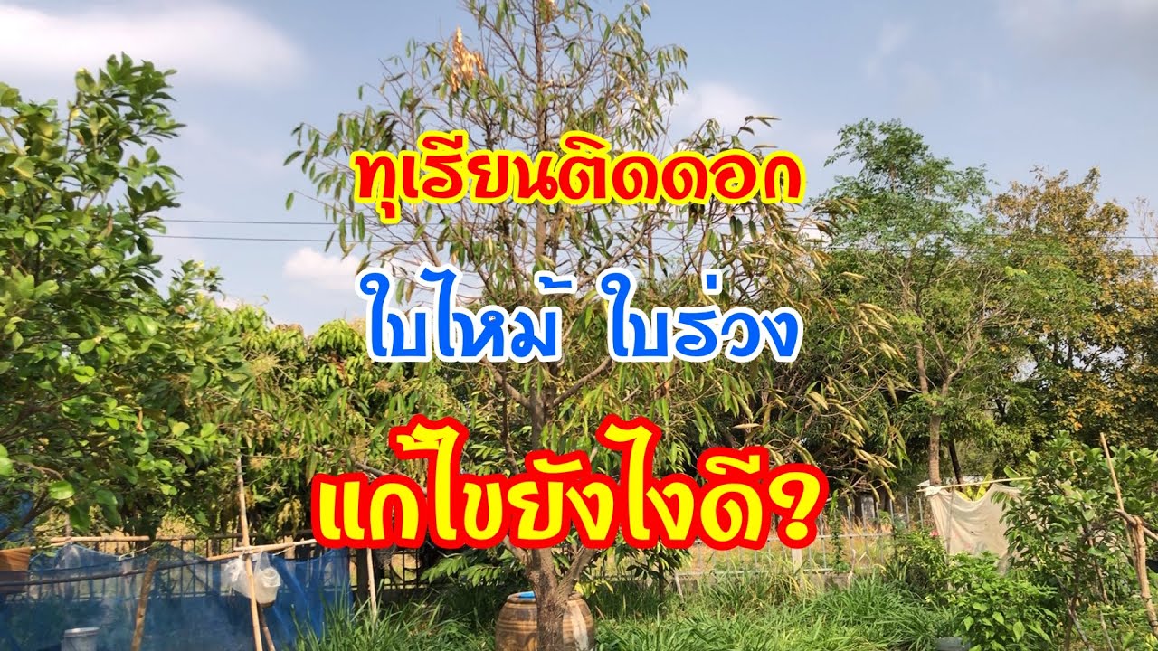 ทุเรียนติดดอกแต่ใบไหม้ ใบร่วง ต้องแก้ไขยังไง?