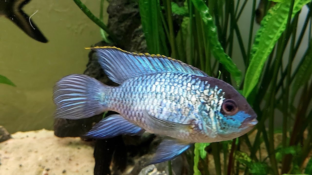 Nowe ryby w akwarium 600 litrów. Akara Electric Blue .Karmienie ryb .