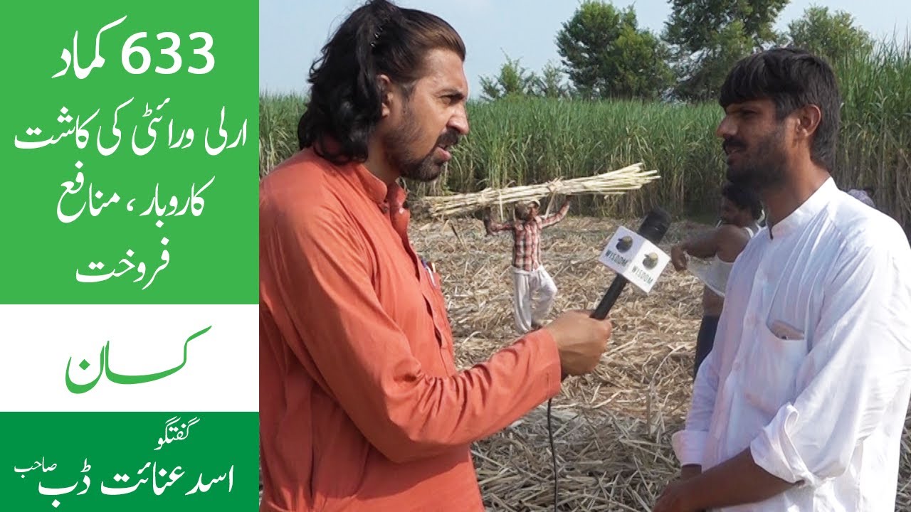 Sugarcane Early Varity 633 Farming Business Profit Experience Discussion with Asad Inayat Dub
