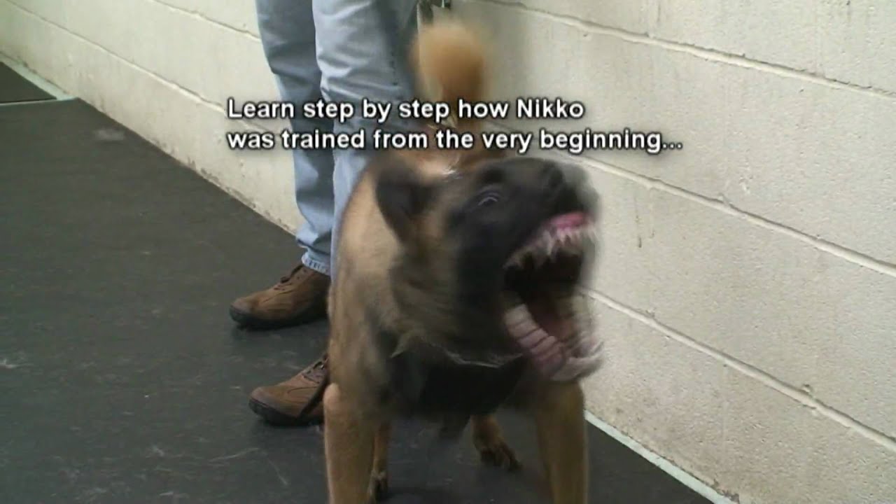 Dog Training - How to train dogs for Real Protection. Must See! (k9-1.com)