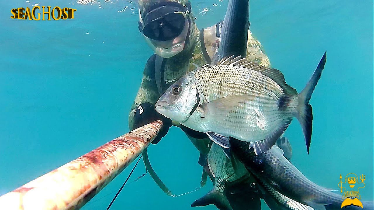 Pesca Sub: Saraghi e Muggini nel bassofondo.