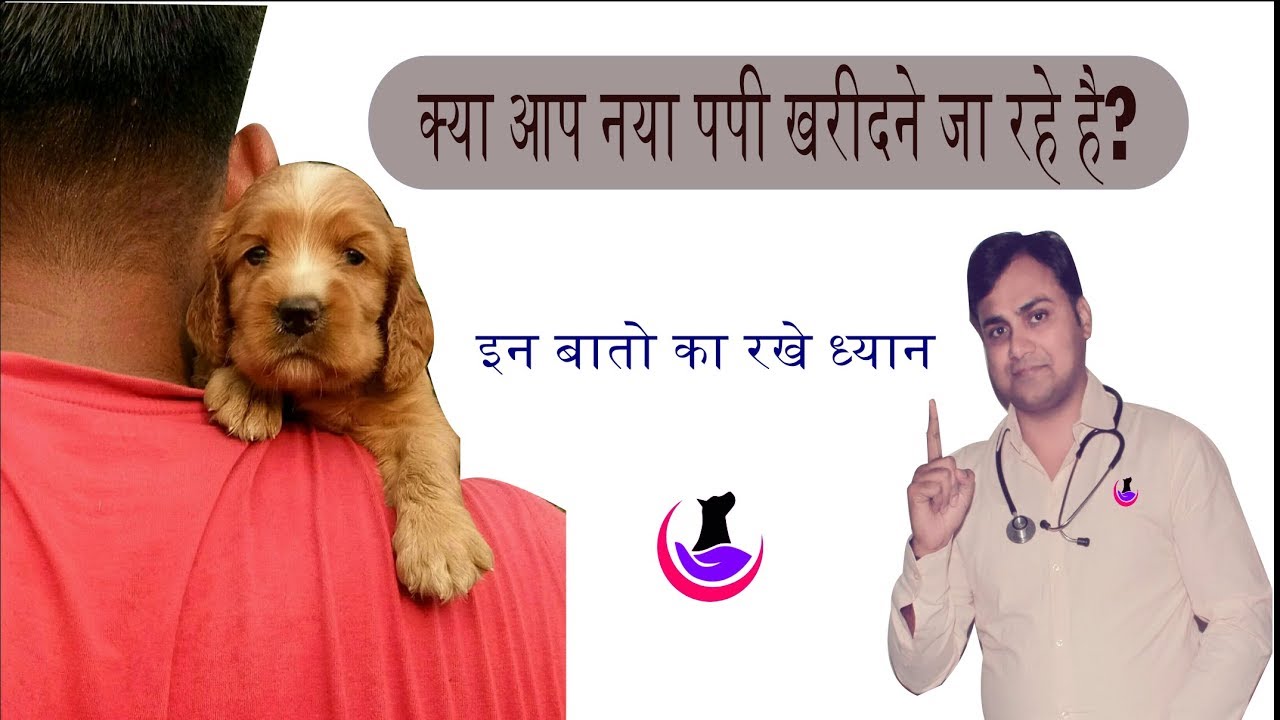 Are you planning to buy new puppy? Remember these points before purchase (in hindi)