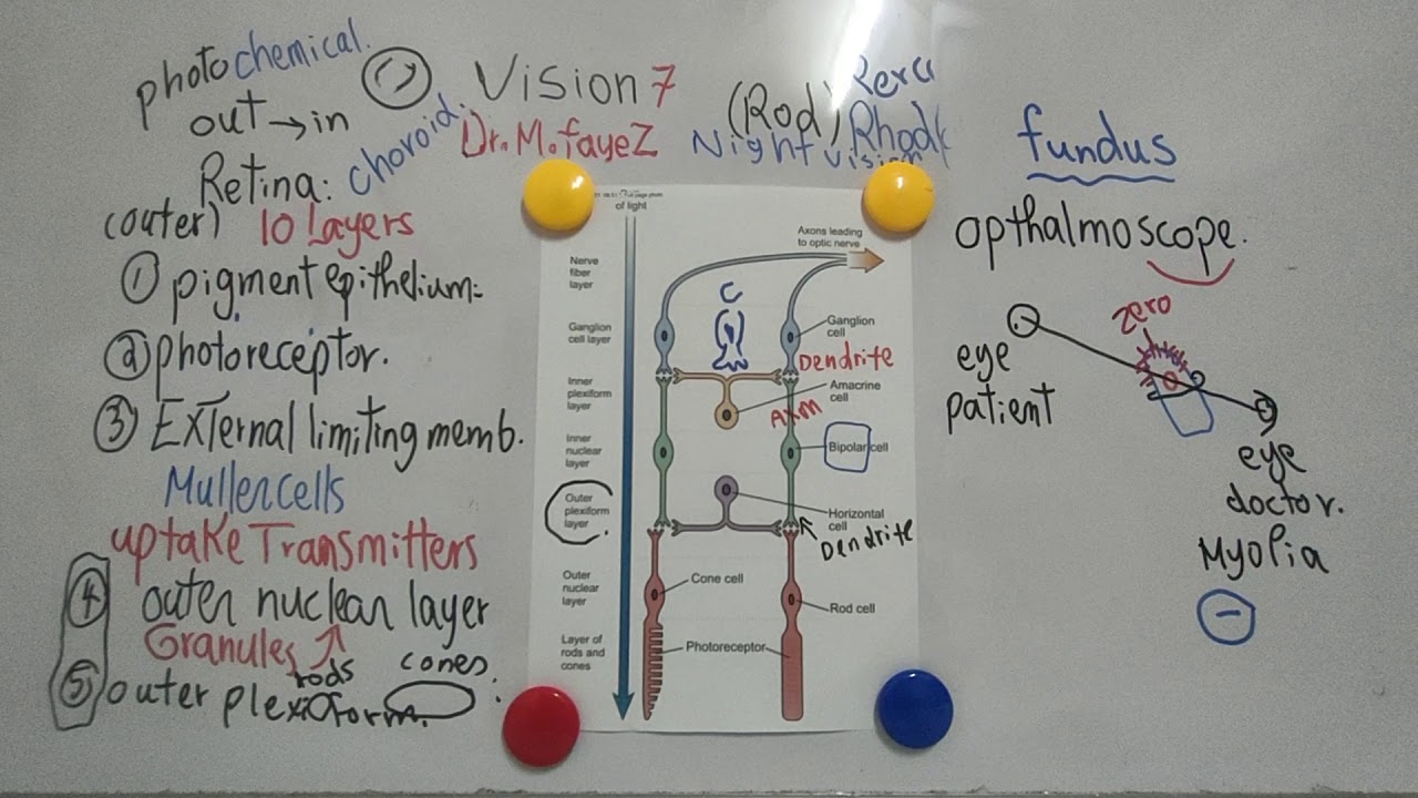 #Special_Sense_Dr_Mohamed_Fayez Fundus Examination