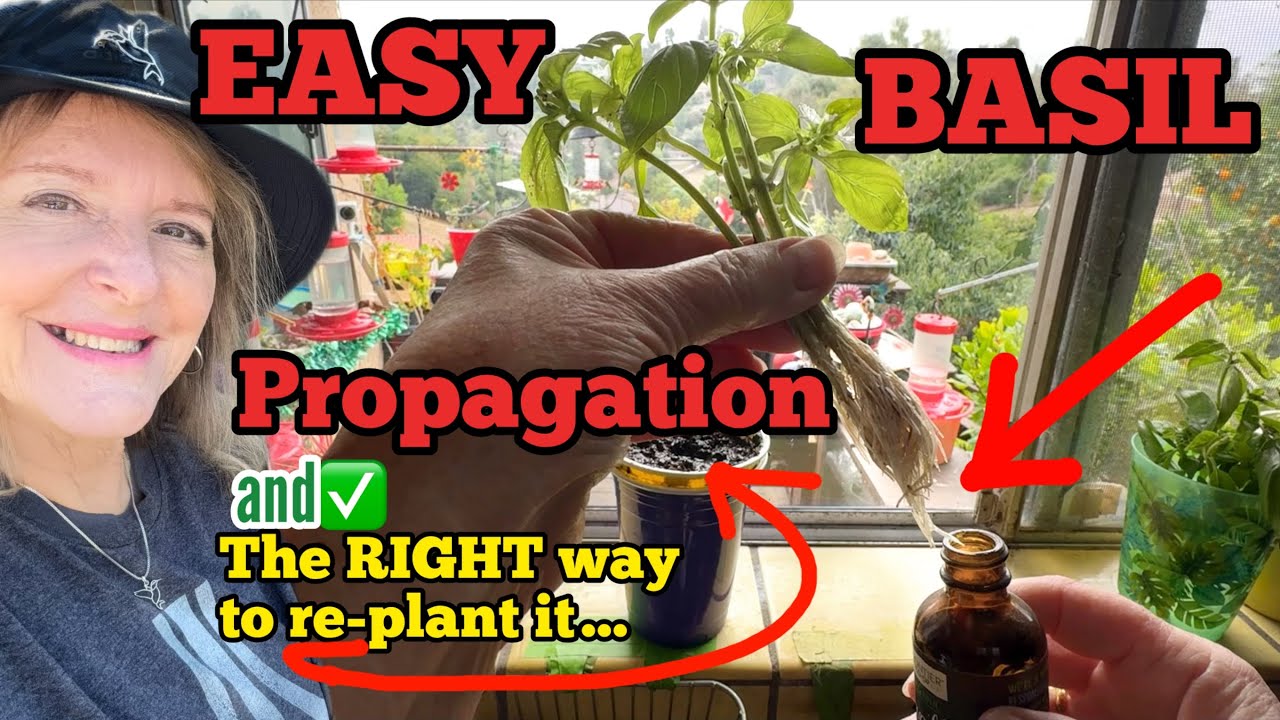 Propagating Basil TIPS How to Grow Free Unlimited Supply Indoors & in a Garden & Container Gardening
