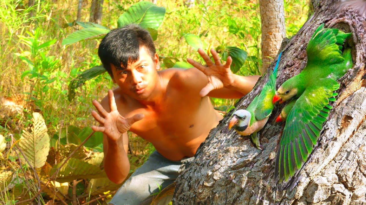 A man walks in the forest and catches a parrot in a tree