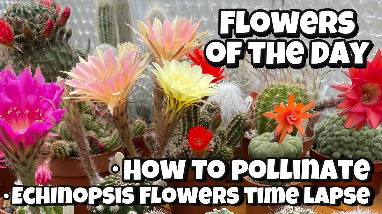 Echinopsis flowers Time lapse from buds to blooms and Pollination | Cactus Flower of the Day