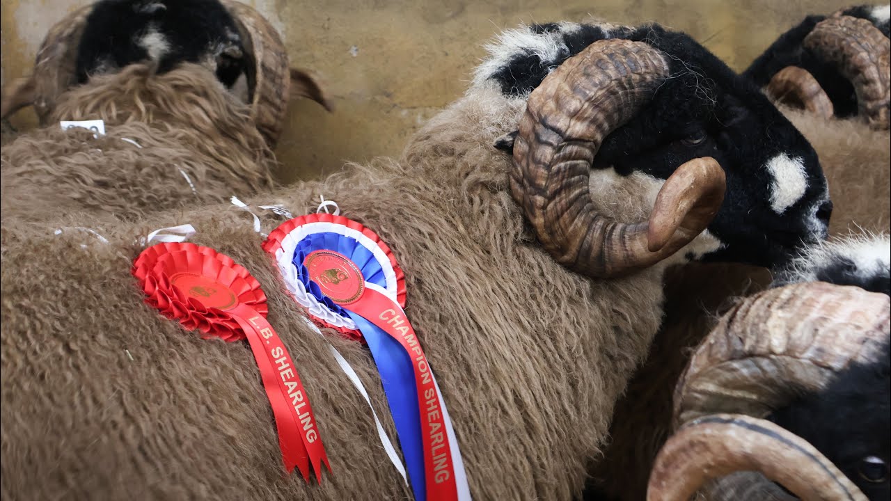 Dalesbred Tup Sale Bentham - 9-10-2023