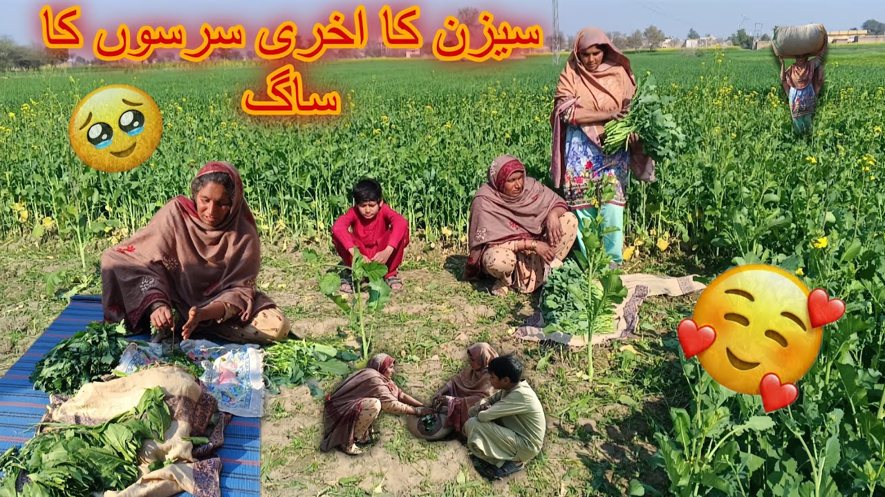 The last mustard greens of the season🍀😋||BILAL VILLAGE LIFE ☺️🍃