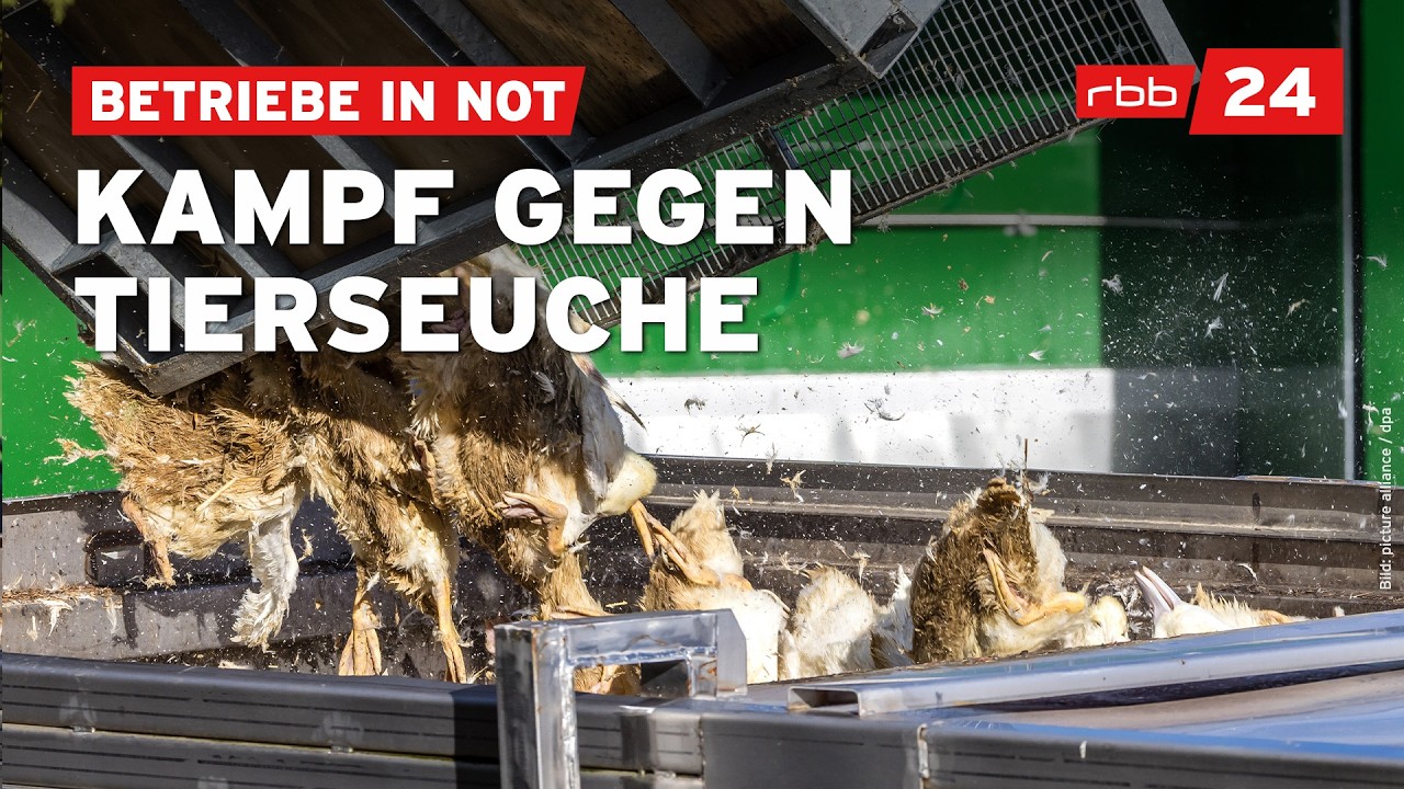 Vogelgrippe: Wie Massent&ouml;tungen die Bauern in Brandenburg treffen