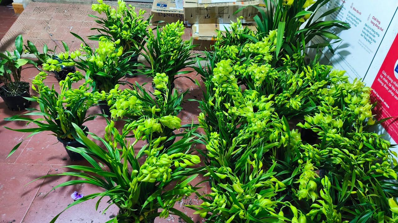 Lan rừng tối 21/1_xả nhiều lan hạc đỉnh nâu,địa lan quý phi,vũ nữ,hồ điệp,tam bảo,kiều nụ.0392598516