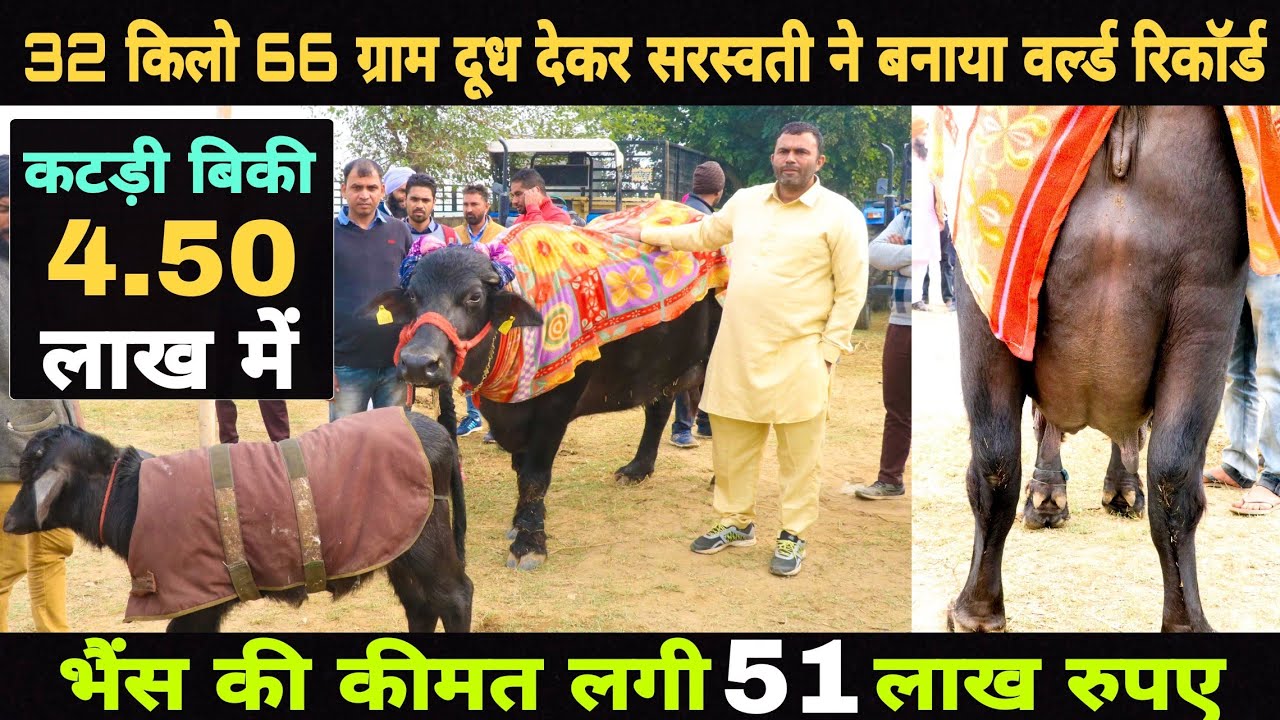 World Highest Milking Murrah Buffalo | Saraswati Milk - 32.066 Kg Per Day at PDFA | Sukhbir Dhanda
