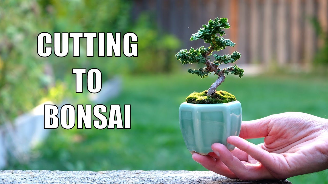 Create a Mini Cedar Bonsai from a Cutting