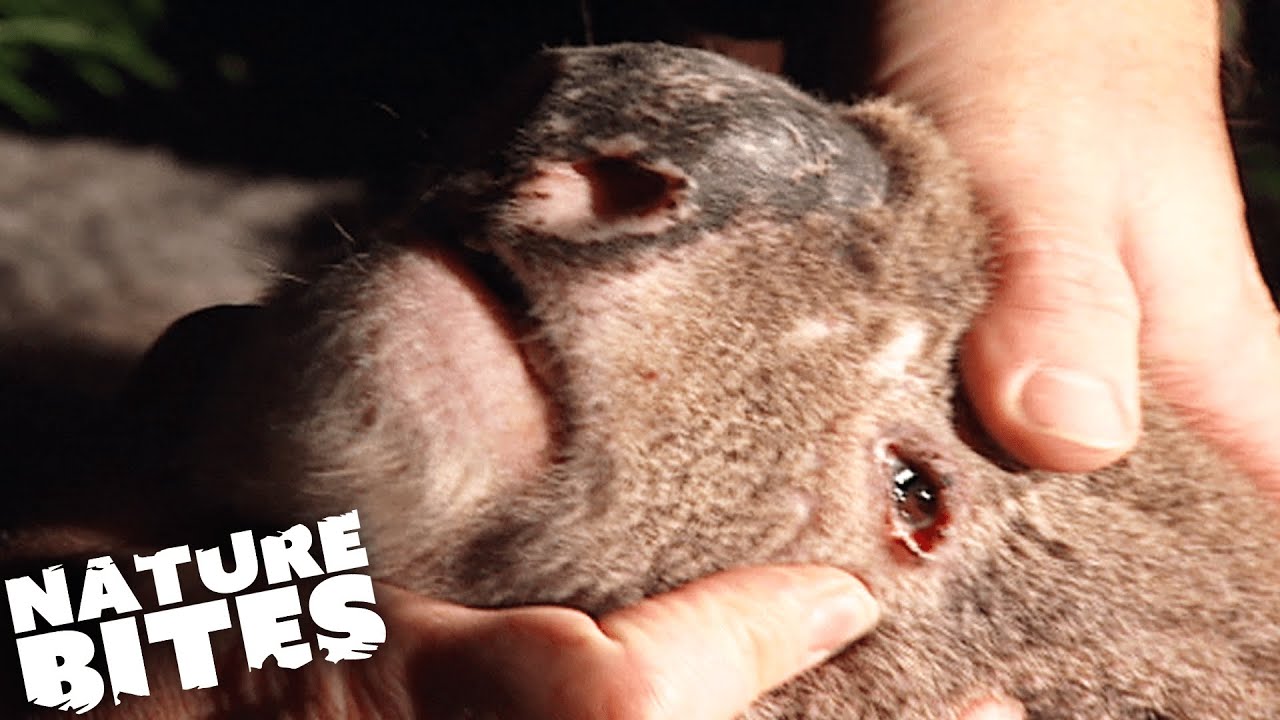 Koalas Captured for Study | Nature Bites