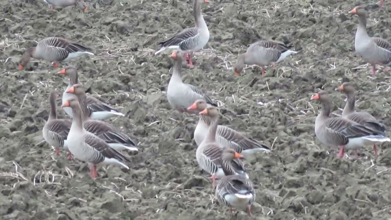 Greylag Goose, Anser anser, Grauwe Gans, Ouddorp, ZH, the Netherlands, 27 Jan 2023 (5)