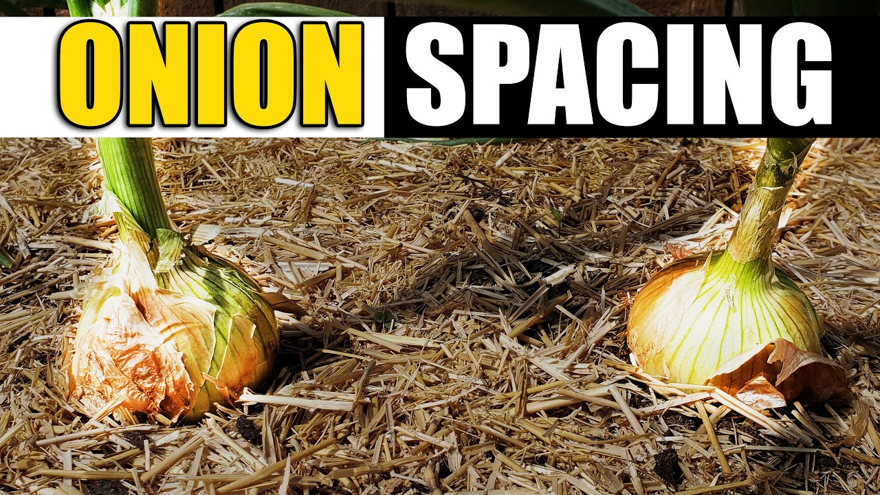 Proper Onion Spacing - Garden Quickie Episode 94