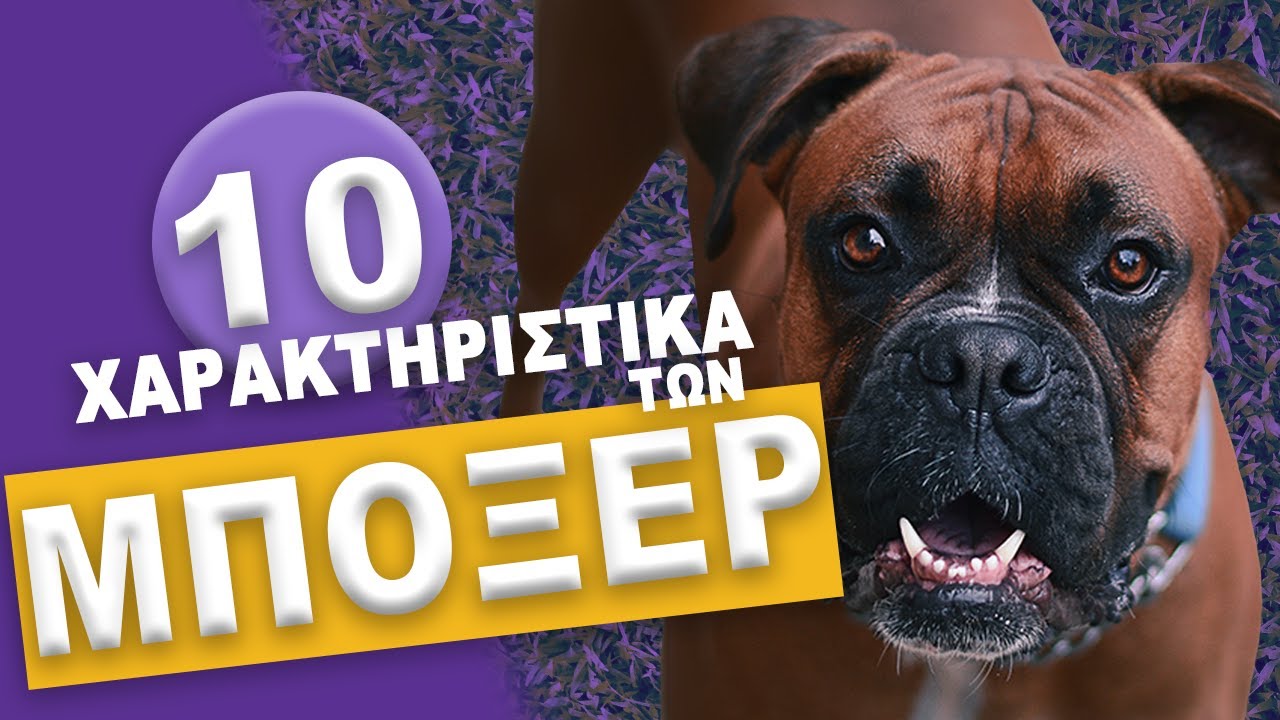 ΜΠΟΞΕΡ - 10 Χαρακτηριστικά των Μπόξερ!