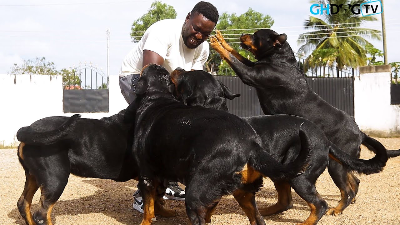 One of Africa's Best Rottweiler Kennels | Haus of Vigilio Rottweilers