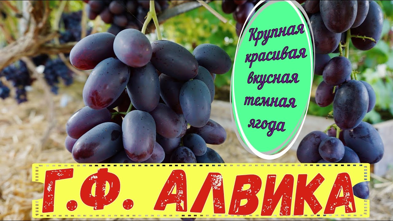 Виноград Беларуси . Г.Ф. Алвика. Ранний срок созревания.
