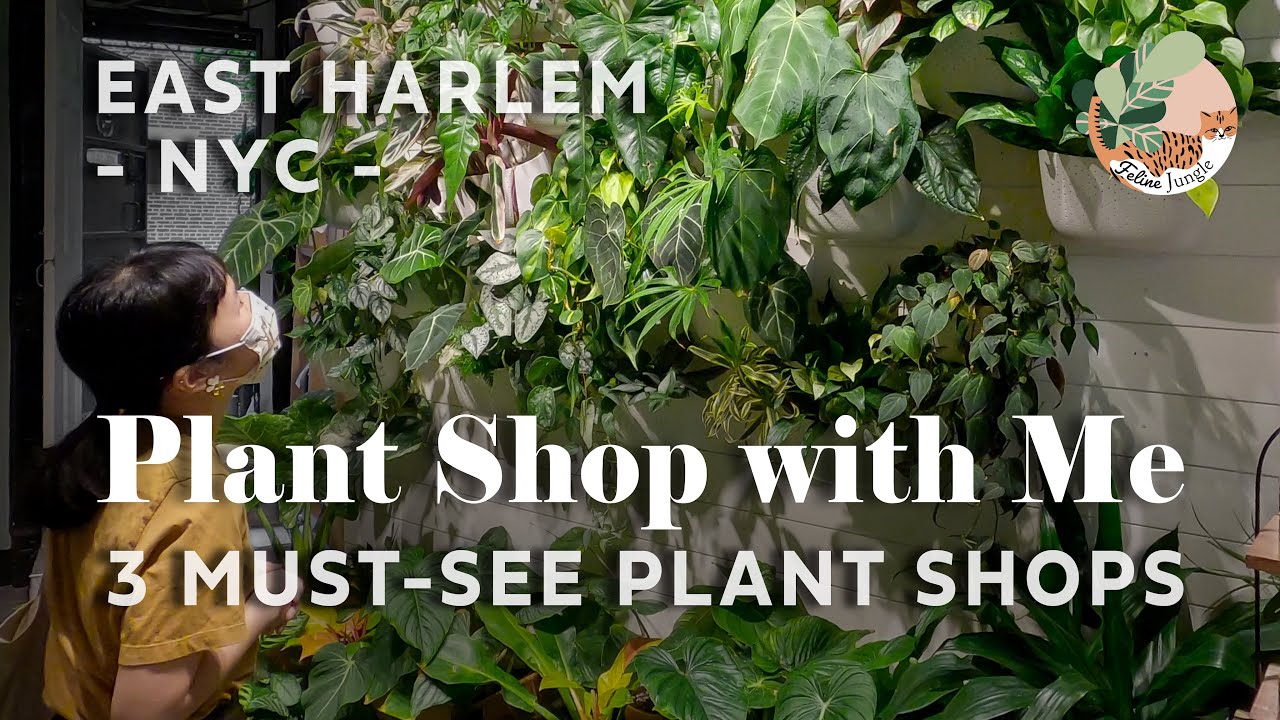 NYC Must-See Plant Shops Tour - NYC Plant Shopping Guide | Rare Plant Haul