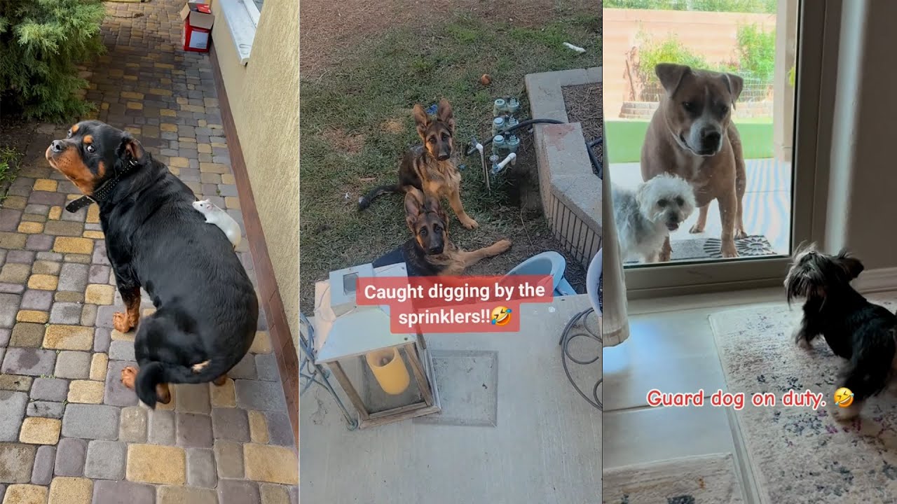 When my DOG brought a friend home to play