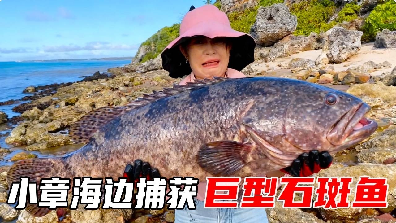 小章赶海发财了，遍地螃蟹龙虾捡不停，竟还有上千元的石斑鱼【赶海小章官方频道】