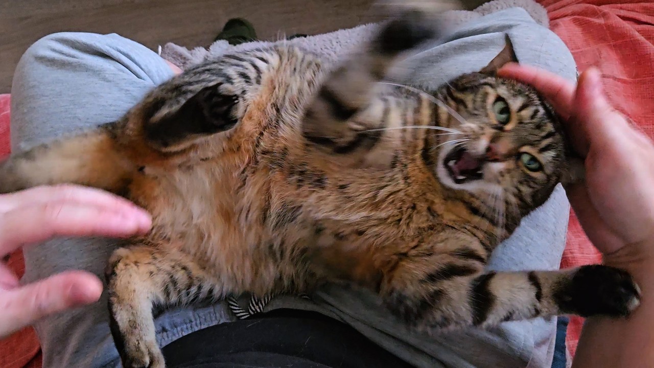 Wait! I only have four paws!