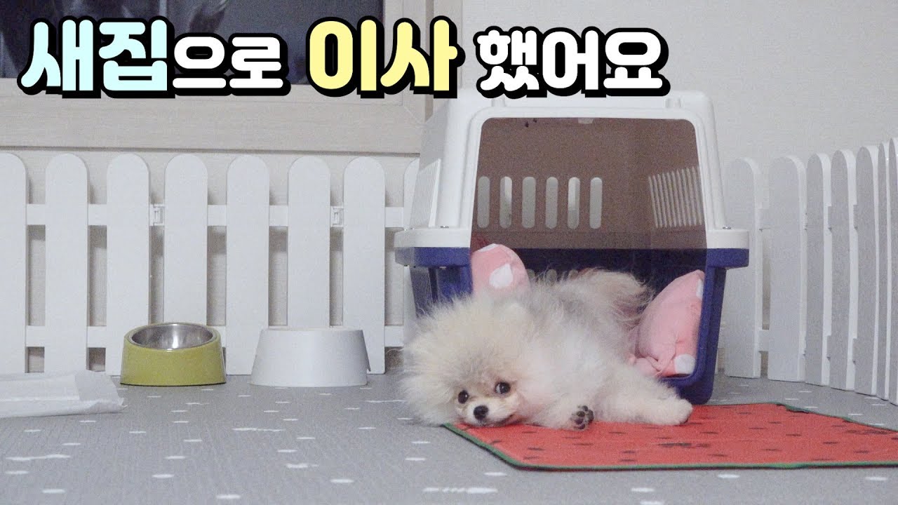 밤톨이 이사했어요 『새집이 좋은 강아지』