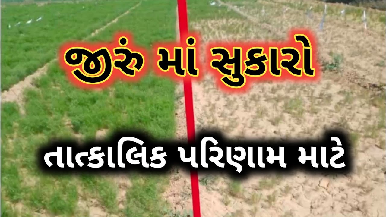 જીરું માં સુકારો તાત્કાલિક પરિણામ માટે આખો વિડિયો જોવો. #khetikasagar #jiru #સુકારો 