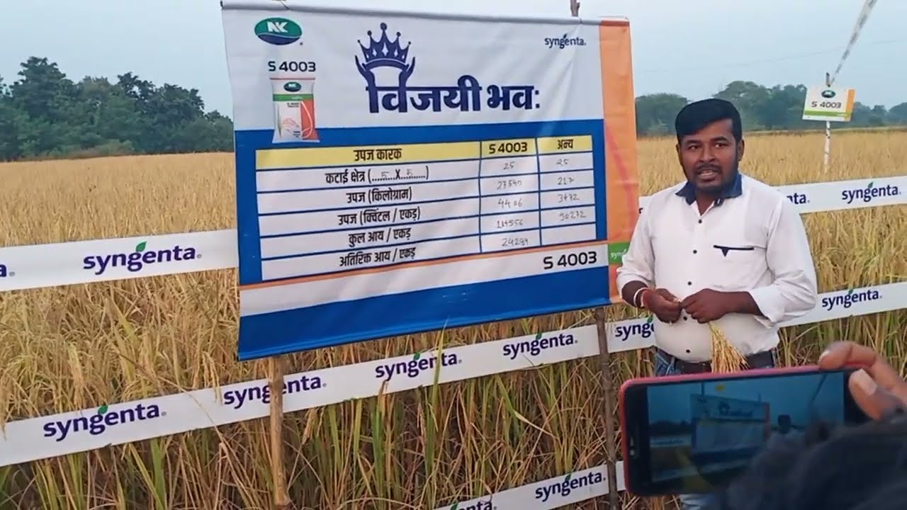 45 क्विंटल प्लस उत्पादन उत्पादन देने वाला  हाइब्रिड धान Syngenta's NK S 4003 Hybrid Paddy