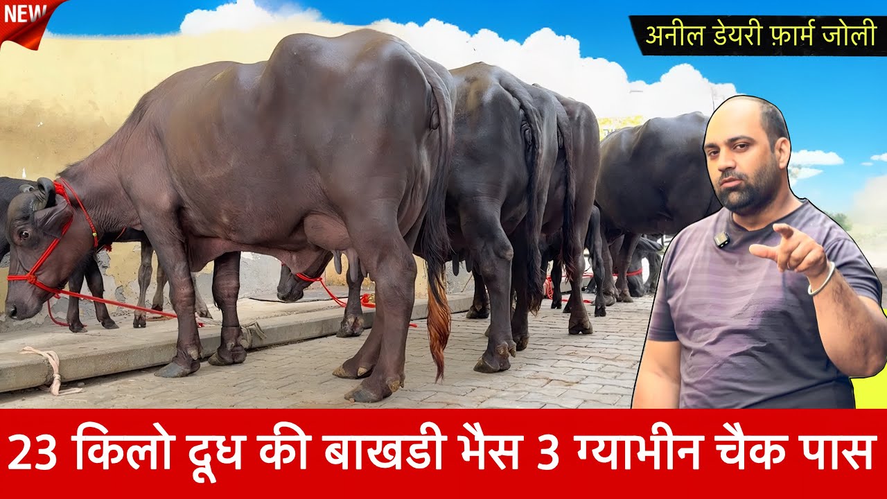 23 किलो दूध की बाखडी भैस 3 ग्याभीन चैक पास 12 किलो दूध Anil Dairy farm Jolly ✅