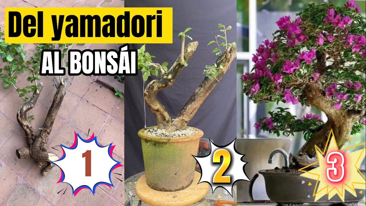 Del yamadori al bonsai!!!!