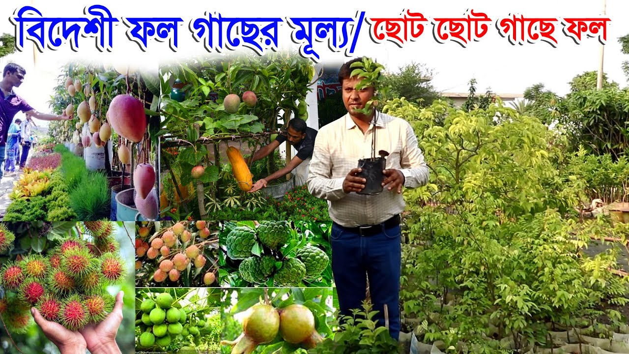 বিদেশী ফল গাছের মূল্য/সবচেয়ে কম দামে বিদেশি ফলের গাছ নার্সারিতে কি কি গাছ আছে দাম সহ বিস্তারিত