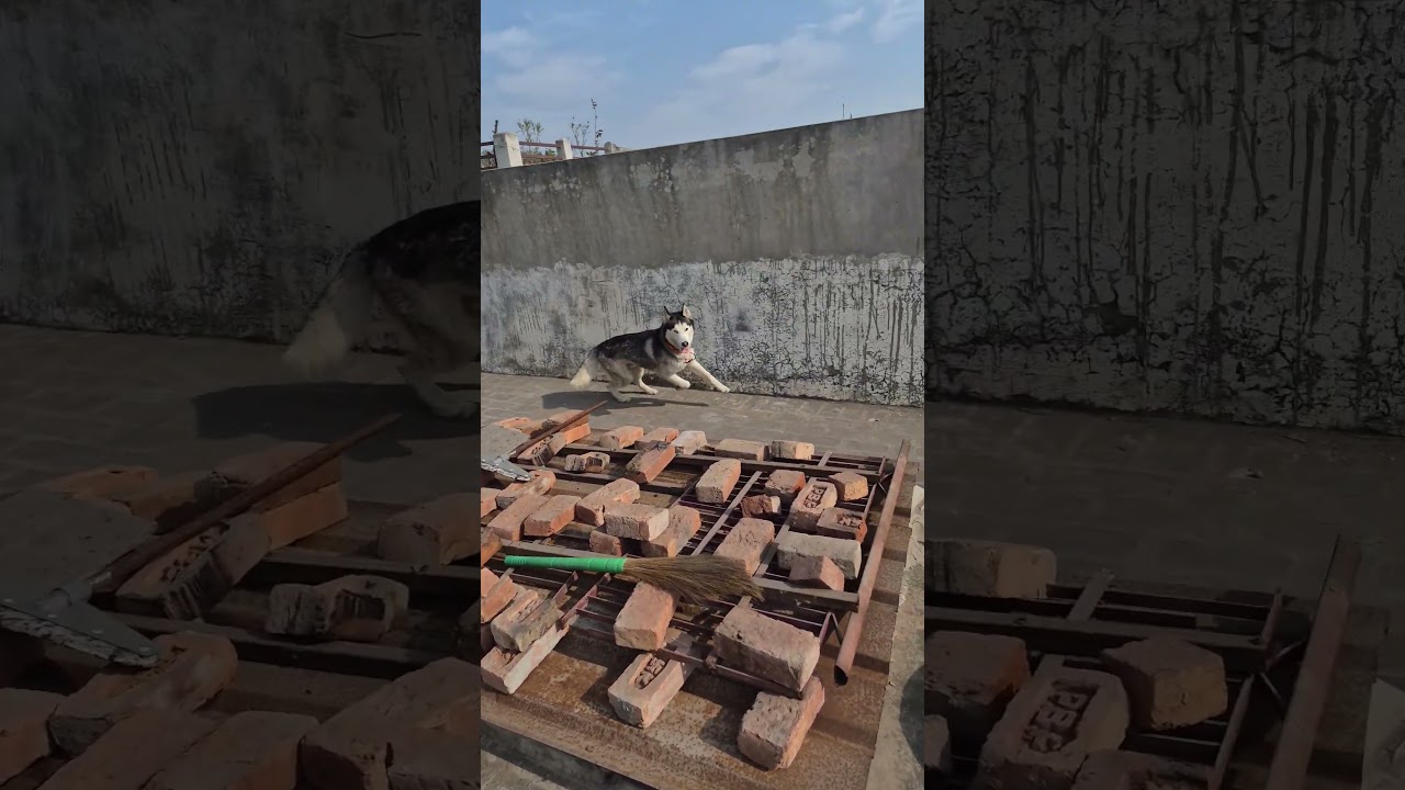 Husky video ♥️♥️♥️ 