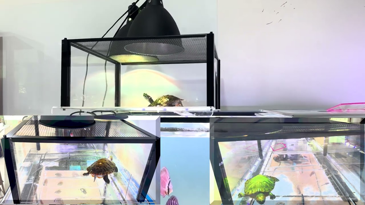 Turtle Topper Basking Platform for Aquatic Turtles 40 Breeder 75 Gallon