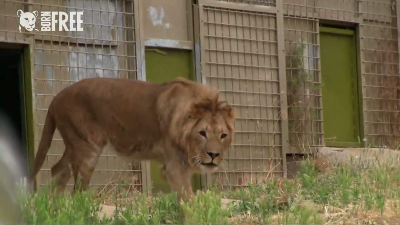 Simba arrives at his forever home 🦁