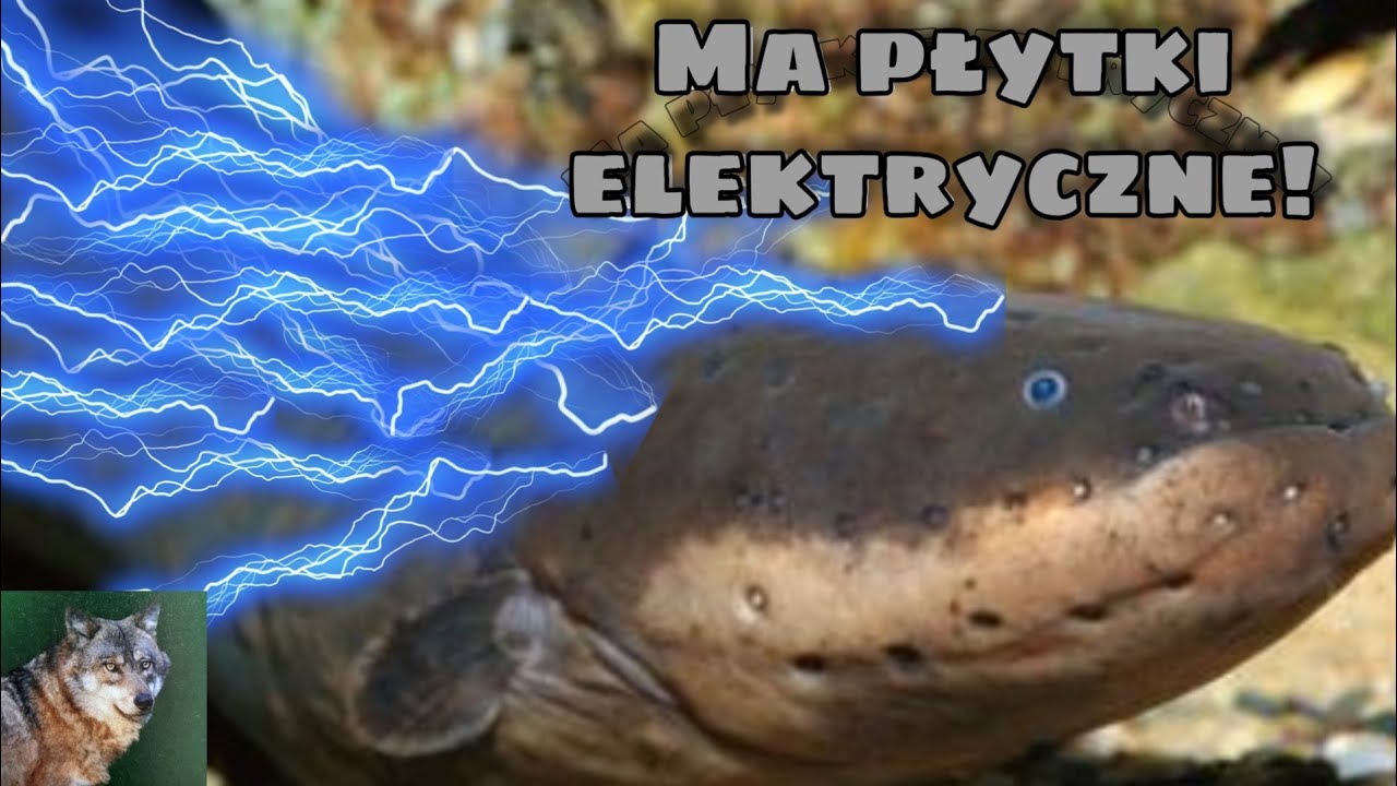 Gdzie jest elektryczny węgorz? | Szybka nauka
