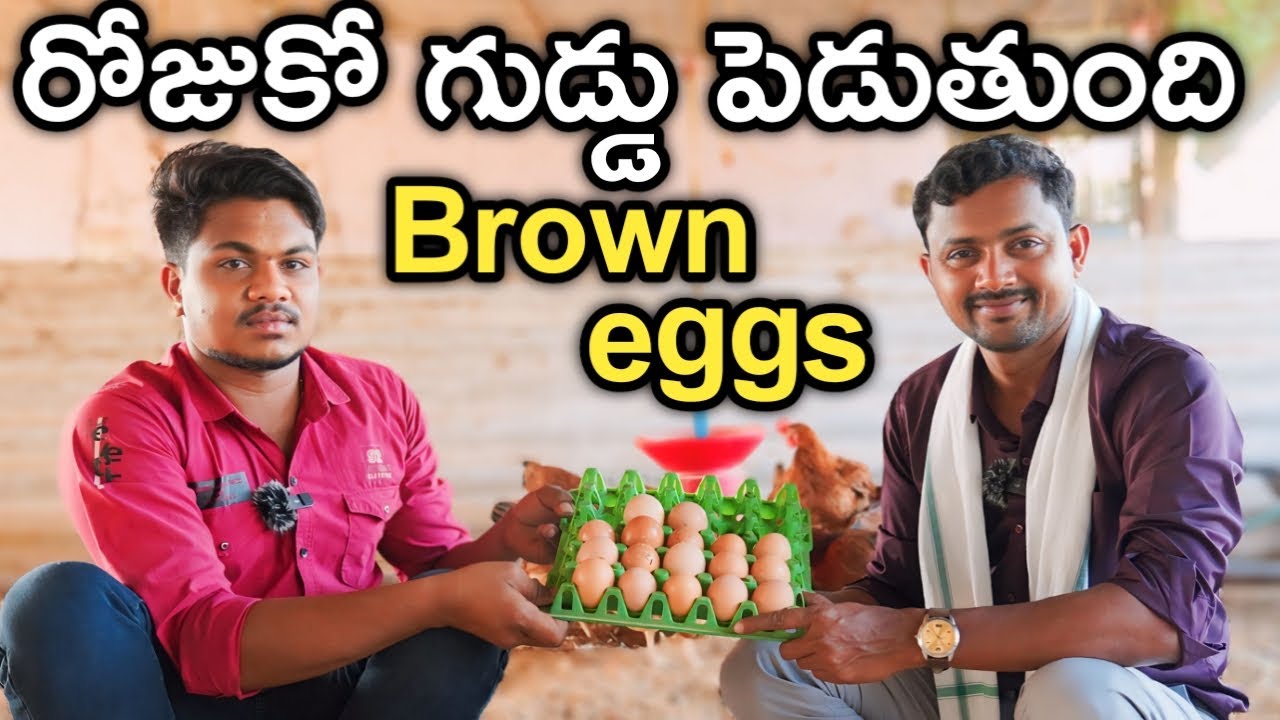 రోజూ ఒక బ్రౌన్ గుడ్డు పెట్టే కోళ్లు పెంచుతున్న