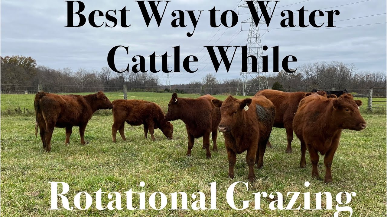 Best Waterer for Rotational Grazing Cattle (Jobe Magaflow)